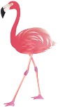 This png image - Flamingo PNG Clip Art Image, is available for free download